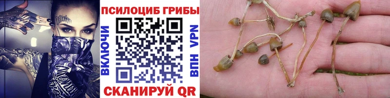 Галлюциногенные грибы Psilocybine cubensis  Пыть-Ях 